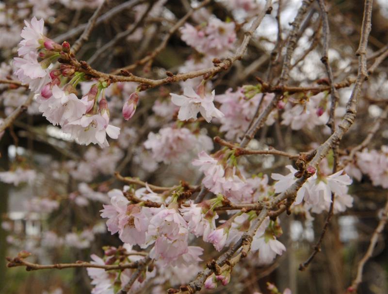 Prunus x `north star` 